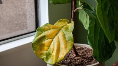 علت زرد شدن برگ گیاهان آپارتمانی چیست؟
