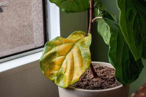 علت زرد شدن برگ گیاهان آپارتمانی چیست؟