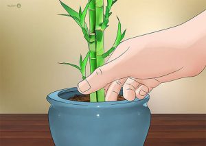 روش نگهداری گل بامبو در خاک