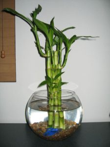 روش نگهداری گل بامبو در آب