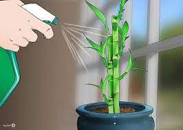 روش نگهداری گل بامبو در خاک
